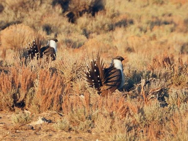 The males strut and fan their spiky tails. So interesting! They inflate and deflate their twin bright yellow throat sacs to make an odd liquid popping sound. 