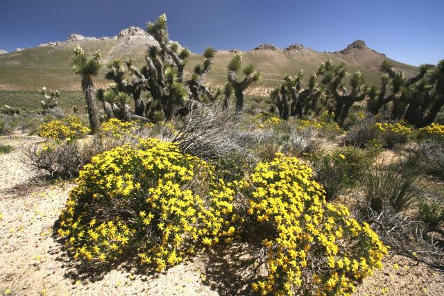 Joshua Trees and Wildflowers