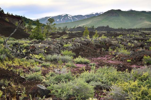 The green and pinks of the flora against the lava flow and verdant hills of the Craters of the Moon