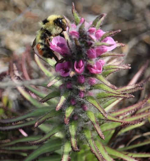 Bumble bee on a lousewort flower