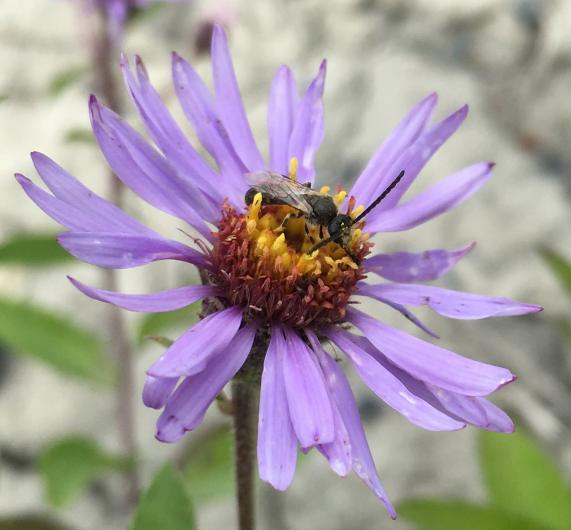 Sweat bee on an arctic aster flower.