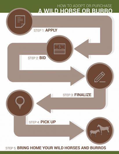 How to Adopt or Purchase a Wild Horse or Burro: Step 1 - Apply. Step 2 - Bid. Step 3 - Finalize. Step 4 - Pick Up. Step 5 - Bring Home your Wild Horses and Burros. 