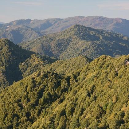 A forested mountain. (Sam Flanagan, BLM)