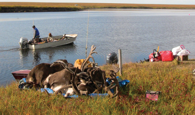 A subsistence hunter in a boat looks back on his caribou harvest on a river bank. 