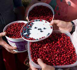 Wild cranberries displayed in recycled containers