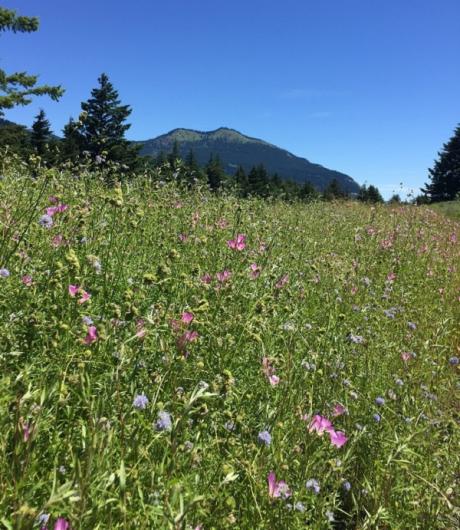 Successful restoration of native forbs and grasses along the historic Columbia River Highway State Trail between Cascade Locks and Hood River, Oregon. (Photo courtesy of Lynda Moore) 