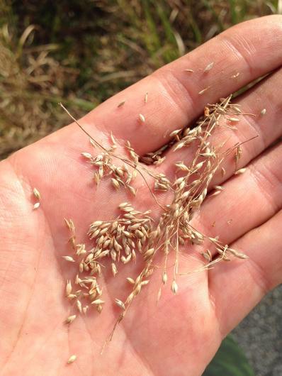 Native switchgrass (Panicum virgatum) seed collected by Mid-Atlantic Regional Seed Bank team for Seeds of Success. (Photo by MARSB/Seeds of Success).