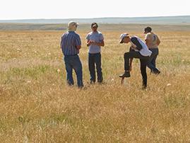 Personnel from Havre FO discuss annual brome issues in the middle of a field