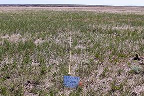 Cheatgrass in Havre field after treatment 