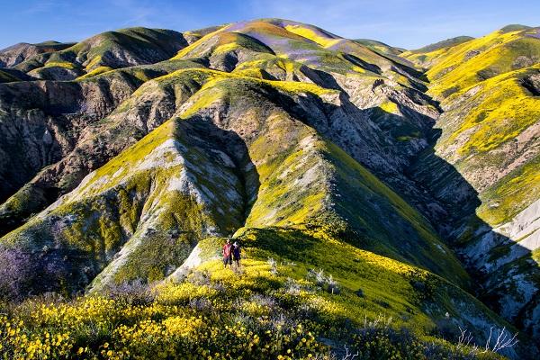 During wet springs, the normally dry Carrizo Plain comes alive with a profusion of indescribable wildflower displays. The National Monument conserves the largest array of T&E wildlife in CA and is a great example of a BLM-State and NGO (Nature Conservancy) partnership. (Photo by Bob Wick)