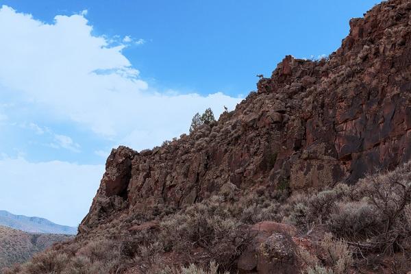 Bighorn sheep on the West Rim of the Río Grande Gorge, located in the Río Grande del Norte National Monument.
