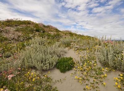 Dunes with wild flowers.