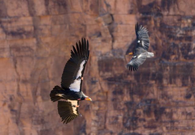 California Condors circling Vermilion Cliffs NatMon
