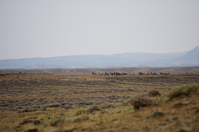 wild horses gathered