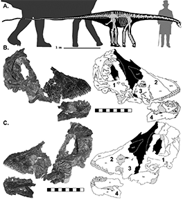 Image showing body size of a dinosaur.