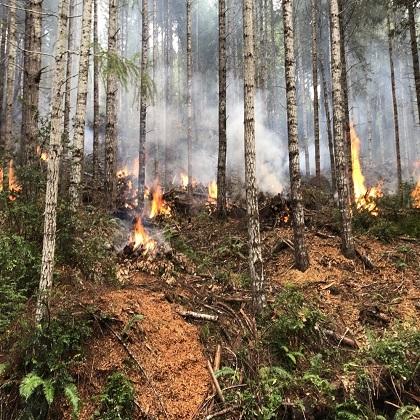 Controlled burn in a forest 