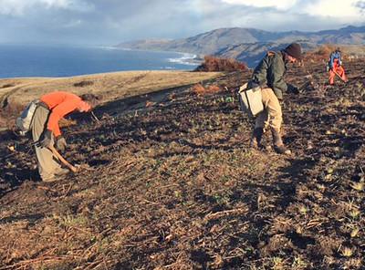 Fire management specialists with the Bureau of Land Management burn piles of brush and small trees near the community of Petrolia in southern Humboldt County. Photo by the BLM.