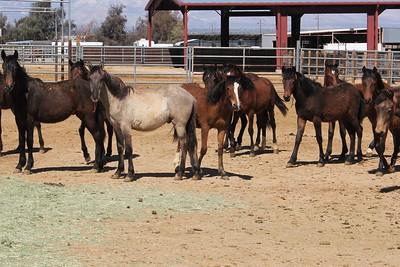 Geldings in a corral