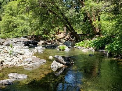 A creek forks in a forest.