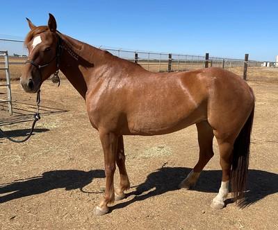A brown horse