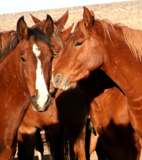 Two Horses touch noses. Photo by Jeff Fontana, BLM.