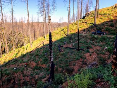 Burned forest on a hill side. Photo courtesy of Austin Rempel, American Forests.