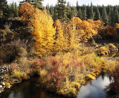 Fall colors in the Susan River Canyon along the Bizz Johnson National Recreation Trail.    Photo by Jeff Fontana, BLM.