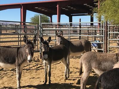 Burros in a corral. (BLM Photo)