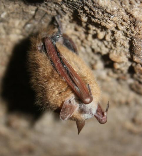 A tri-colored bad with visible signs of white-nose syndrome. Photo credit MDC/Bruce Schuette.