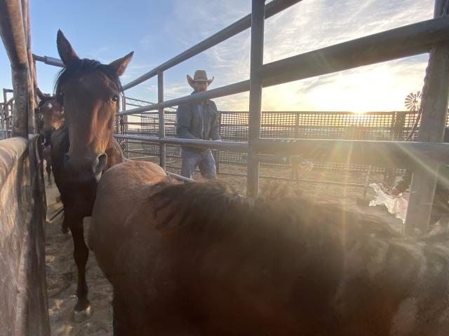 Horses in a chute. 