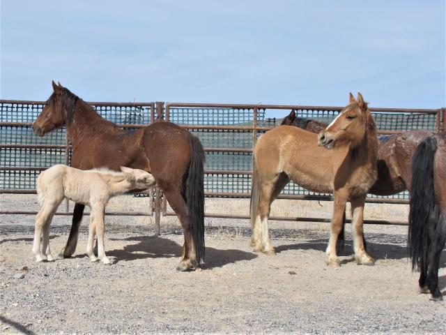 Mares in a foal in a pen.
