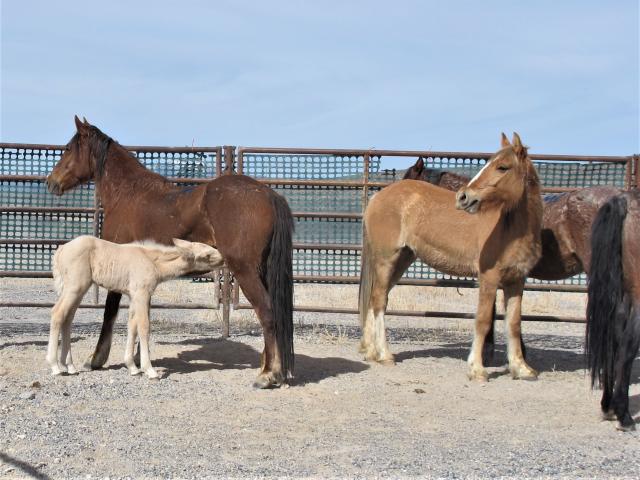 Mares in a foal in a pen. 