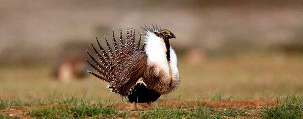 A male Greater sage-grouse with tail fanned
