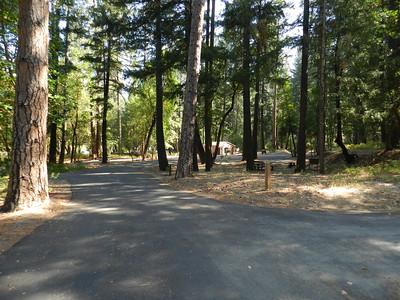 Campground road in a forest