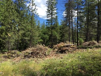 A forest with piles of brush and branches.