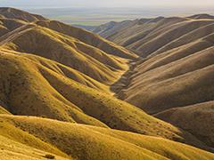 Rolling hills in golden color.