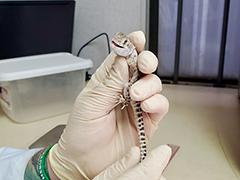 A researcher holding a blunt nosed lizard.