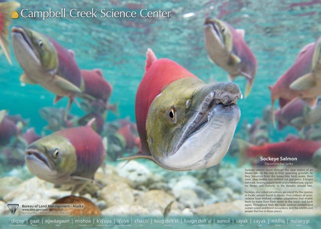 Front side of BLM Alaska Campbell Creek Science Center Salmon poster