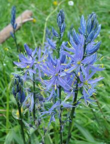 Blue camas flowers in full bloom