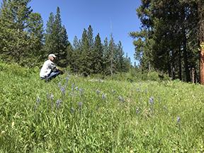 Man sitting in a field with camas flowers 