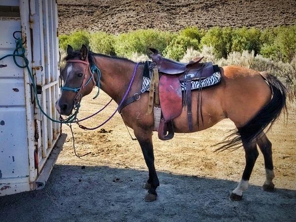 Horse tied to a trailer