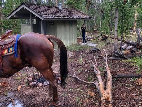 The back end of a horse in an area with an outdoors outhouse. 