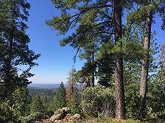 A forest of pine trees.