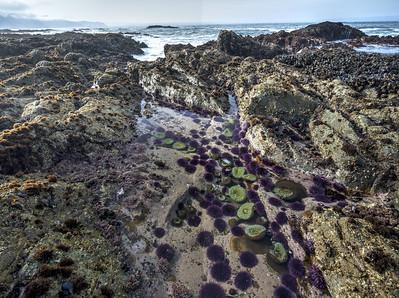 Close up of tide pools at the ocean.