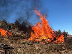 A pile of brush burning.