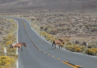 Wild horses on a road