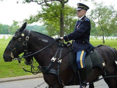 Rider on a freeze-marked horse.