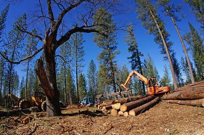 Timber and biomass being loaded into trucks.