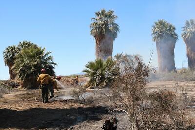 A stand of palm amidst a controlled burn.