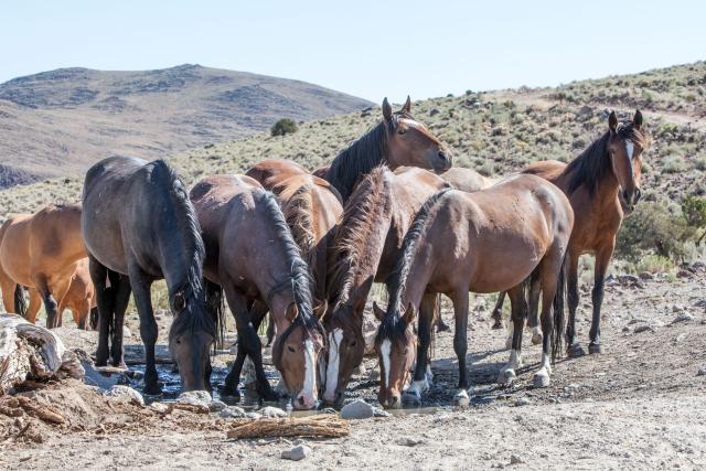 Several wild horses trying to drink from a puddle. 
